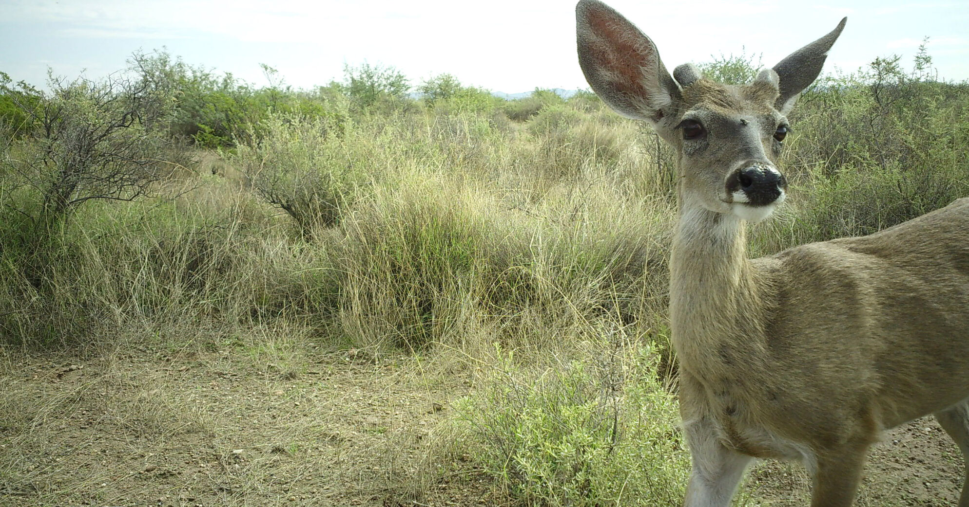 Wildlife Cameras, Frontier, 2022